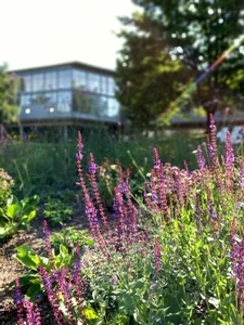 Insektenweide vor der Zentralbibliothek