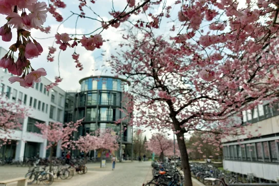 Kirschblüte auf dem Campus